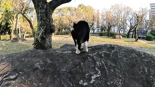 Tuxedo cat attacks other cats during patrolling