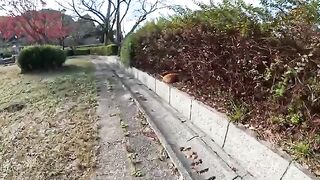 An orange cat is happy to be touched by a person and makes a cute voice.