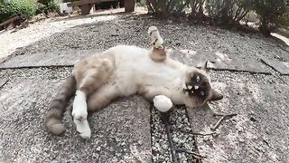 A raccoon-like cat with blue eyes is happy when people touch it.