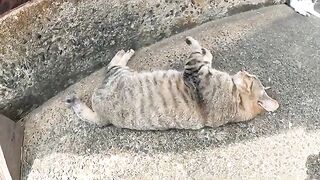 A tabby cat lies down and feels comfortable after a human massage.