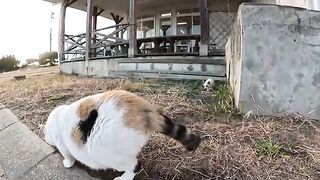 Adorable kitten sisters play happily with their mother cat