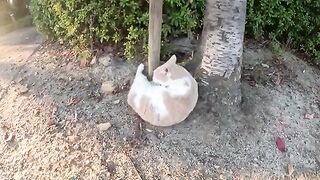 A cat with fur resembling tea with milk, rolls on the ground and provokes people.