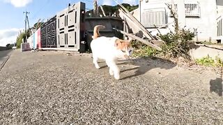 Two cats with unique heads compete for the right to play with people.