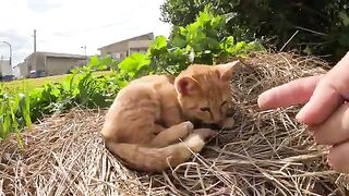 The kitten happily plays with the human hand, and then drinks water