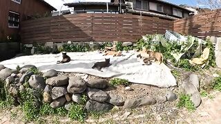 Many cats gather on the carpet and happily show their members