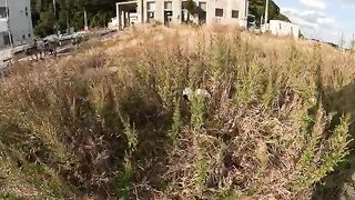 Cats hiding in the grass relax when people touch them