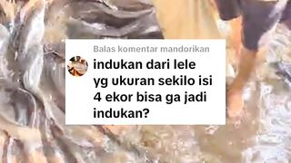 Bisa menghasilkan banyak anak❗Ini dia kriteria calon INDUKAN LELE