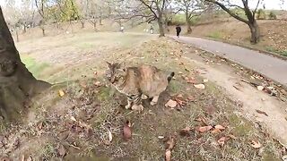 Cats use their excellent athletic abilities to climb trees in front of people