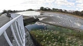 A cat patrolling a pond quickly met a human