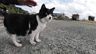 A fat cat in a tuxedo is lying down, showing people its pussy