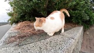 A cute cat communicates with people, and then returns to the cat house