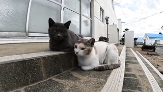 The innocent serial cat plays with older cats and people