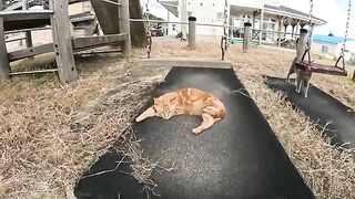 A kitten with curls on its body bites a human hand and plays with it