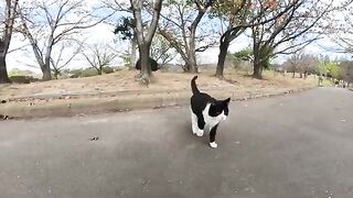 Panda-like cats patrol parks with people