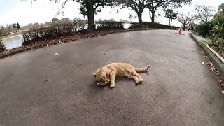 A cat lies on a pedestrian road, and a person touches it.