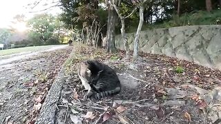 A fat cat that is being looked after refuses to touch people