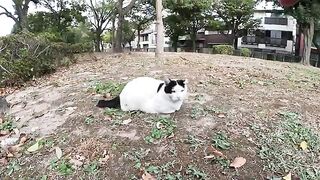 A cat that has lost one ear talks to people in a tired voice