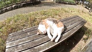 Cute cat sisters are napping on a table in the park