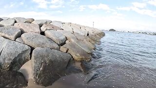 A panda-like cat rolls along the beach and swims in the sand.