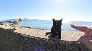 Cute cats came to meet a man through a gap in a tetrahedron