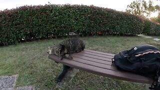 A striped cat lies on a bench, and a man touches it.