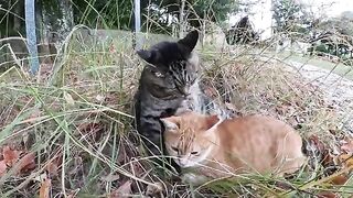 A fat cat and a beautiful cat are relaxing, pressing their bodies against each other in the grass.