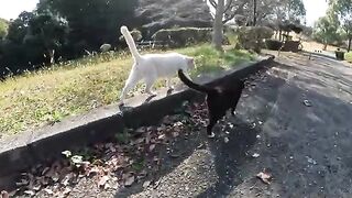 When I tried to touch the cat in the tuxedo, the white cat intervened.