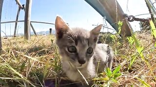 A cute kitten climbs a hill and gets into trouble because it can't go down.