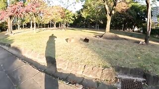 Three cats sit on the grass and are touched by people