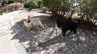 Siamese cats and tuxedo cats compete for the right to interact with people