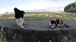 A family of cats lined up on the embankment to be touched by a human