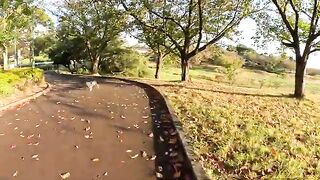 A brown and white cat basks in the sunset after chasing away a rival cat.