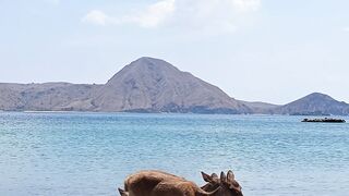 Timor Deer in Komodo National Park