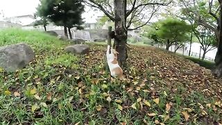 A fat cat rests on a stone after running on fallen leaves