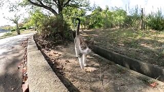 The cats approached me, purring sweetly.