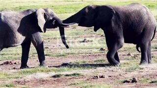 Elephant ride