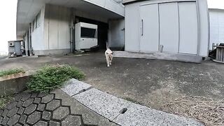 An old Siamese cat with narrow eyes likes to be touched by people