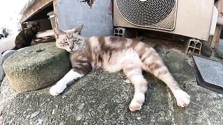 A whirlwind Siamese cat communicates with people when it is frightened