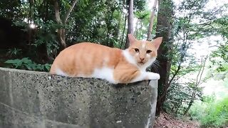 A cute cat resting on the wall returns to the mountain.