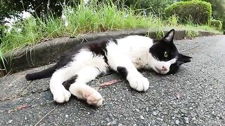 A panda-like cat looked at me with its beautiful eyes.