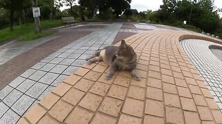 A fat gray cat shows a big belly and gets a massage from a human