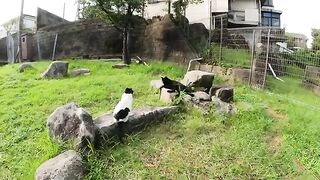 Cats resting on the square are happy when people massage their chins