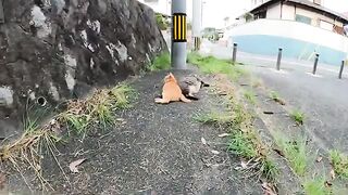 A fat cat and a beautiful cat hug each other and relax.