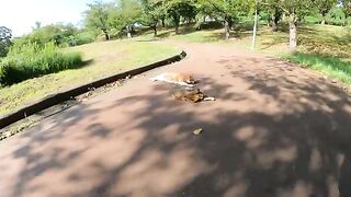 Two cats lie on the footpath, and people touch them.