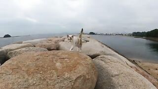 A Siamese cat lies on a sandy beach and shows its belly to people