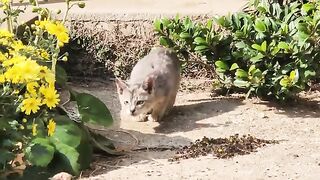 Many kittens energetically play in the garden, basking in the sun.