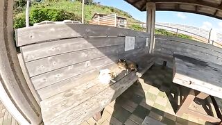 A man massages the cheeks of a strong-looking boss cat