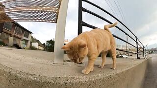 A ferocious cat clung to a man's hand and attacked him