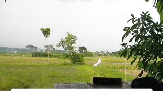 seconds of lightning striking the rice fields