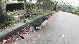 A cat with a long tail is scared of the older cat and runs away.